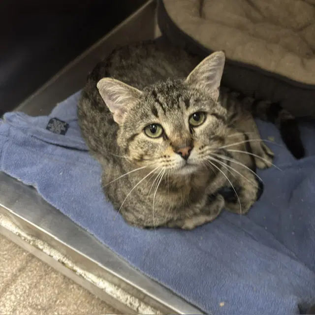 Chewie - Domestic Short Hair