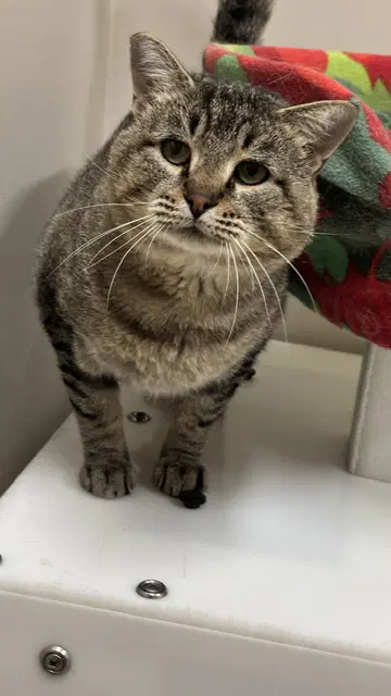 Chewie - Domestic Short Hair
