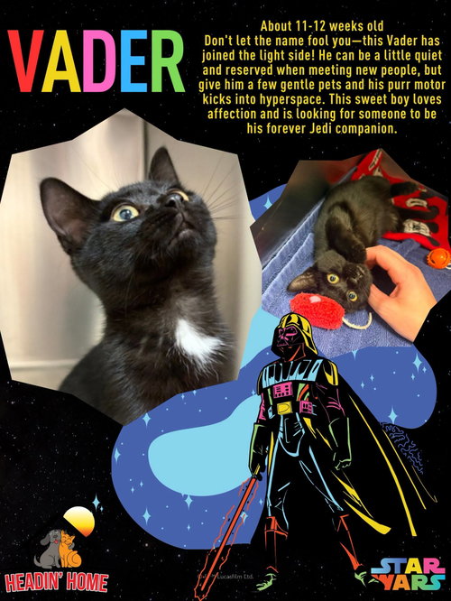 picture of the cat needing adoption