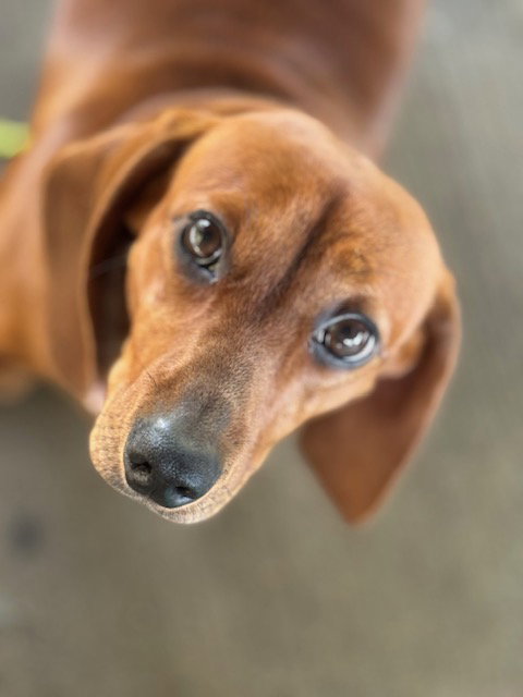 Penny, Dachshund