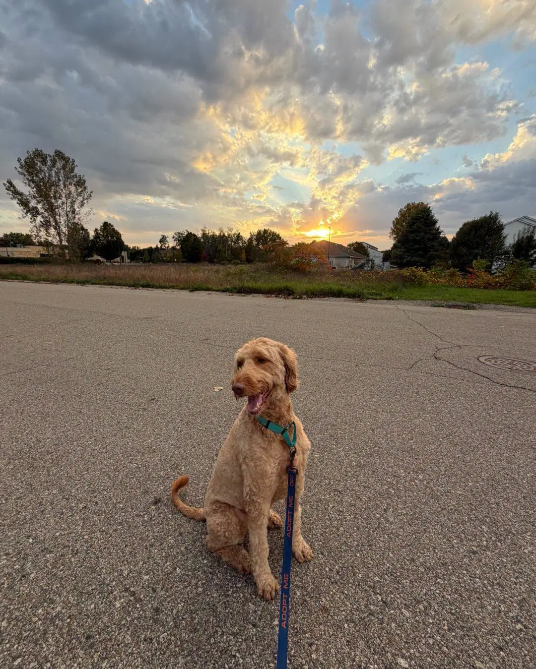 Ravioli - Golden Retriever