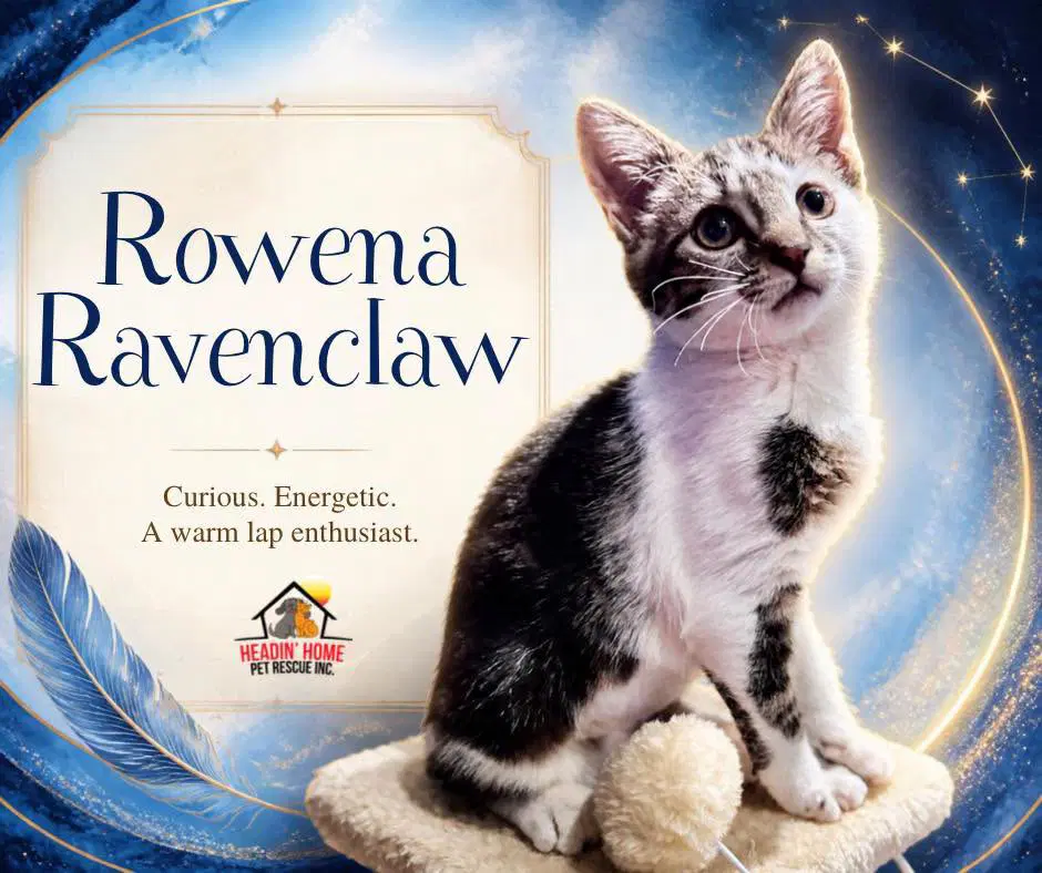 Rowena Ravenclaw - Domestic Short Hair