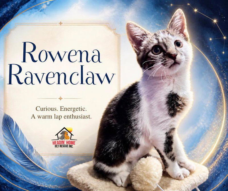 Rowena Ravenclaw, a female kitten up for adoption