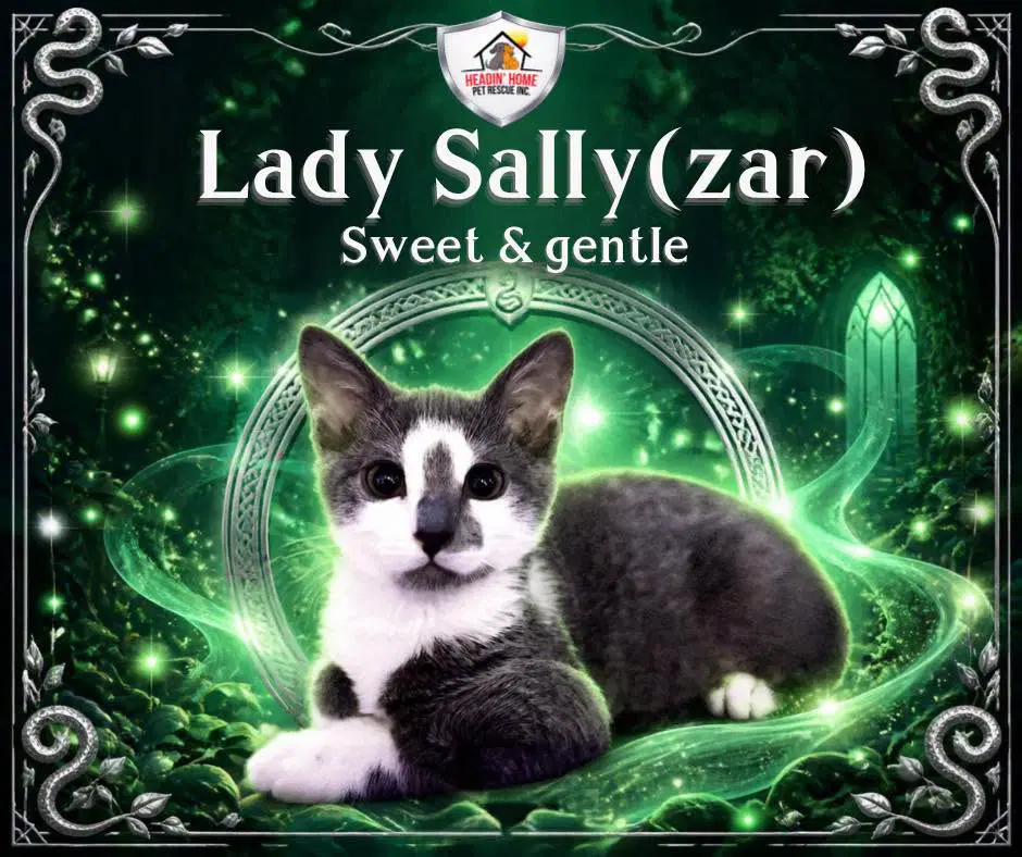 Sallyzar Slytherin - Domestic Short Hair