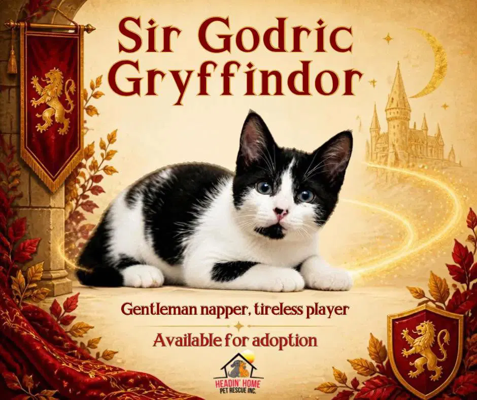 Godric Gryffindor - Domestic Short Hair