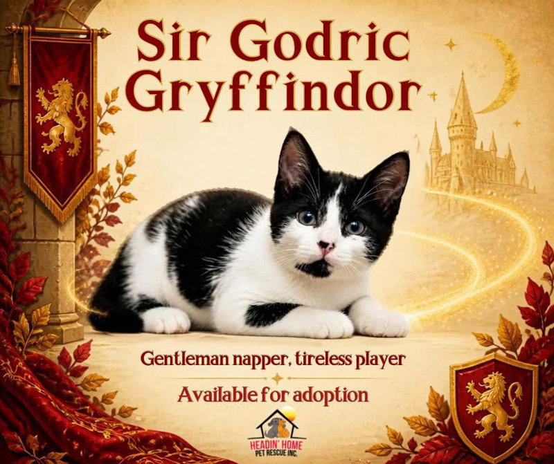 Godric Gryffindor, a male kitten up for adoption