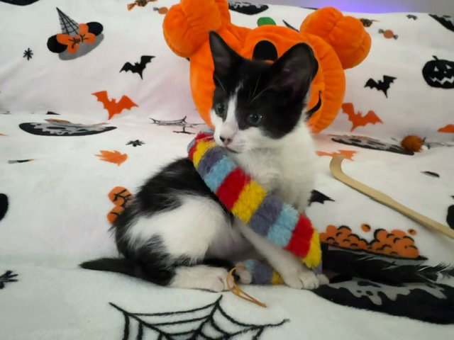 Godric Gryffindor, photo 3