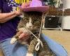 adoptable Cat in mccullers, NC named COWBOY