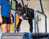adoptable Dog in mccullers, NC named ORCA