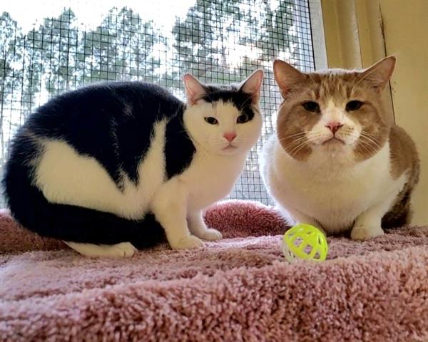 adoptable Cat in McCullers, NC named LIONEL