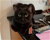adoptable Cat in , NC named DARGO