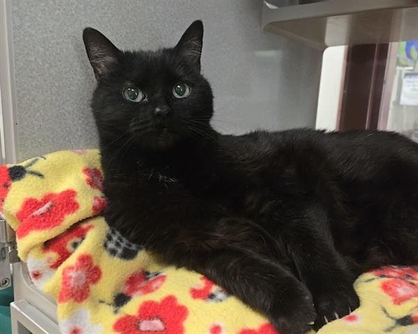 adoptable Cat in McCullers, NC named TANGO