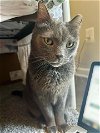 adoptable Cat in mccullers, NC named CUCUMBER