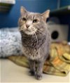 adoptable Cat in , NC named DREAMY