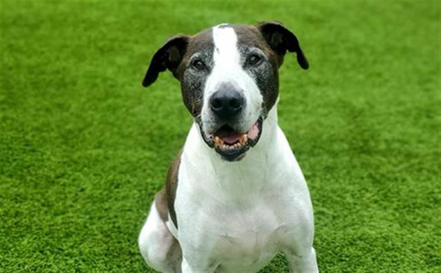 adoptable Dog in McCullers, NC named FROGGER