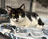 adoptable Cat in , NC named ELSIE