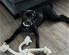 adoptable Dog in  named MYA