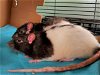 adoptable Rat in , NC named CURLY
