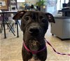 adoptable Dog in , NC named DOE