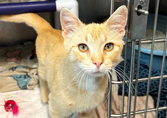 adoptable Cat in McCullers, NC named DONOVAN