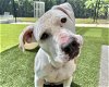 adoptable Dog in mccullers, NC named BUGS