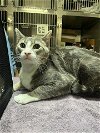 adoptable Cat in mccullers, NC named CHEWY