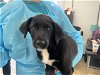adoptable Dog in mccullers, NC named CHEERIO