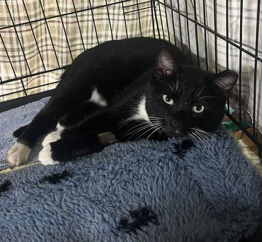 adoptable Cat in McCullers, NC named DAVE