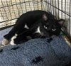adoptable Cat in , NC named DAVE