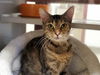 adoptable Cat in McCullers, NC named PAM