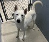 adoptable Dog in  named IVY