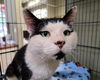 adoptable Cat in McCullers, NC named DUNCAN