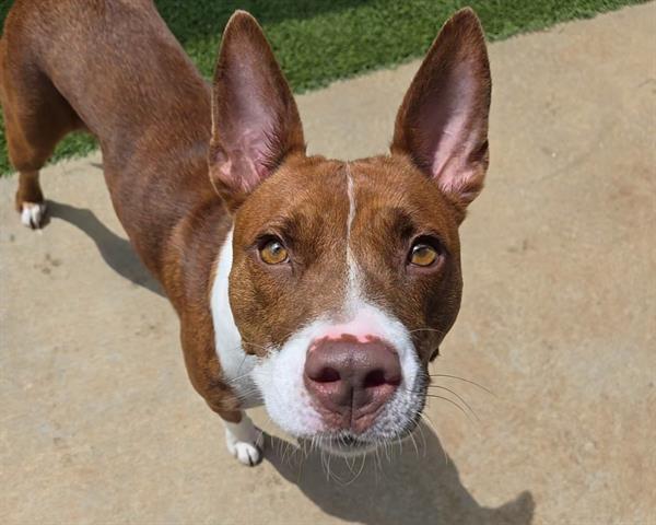 adoptable Dog in McCullers, NC named ABBY