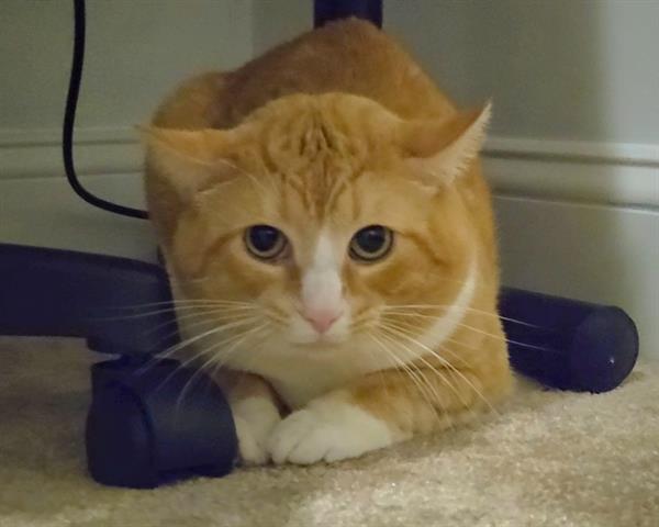 adoptable Cat in McCullers, NC named MASCARPONE