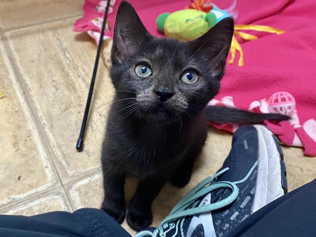 adoptable Cat in McCullers, NC named KIMIKO