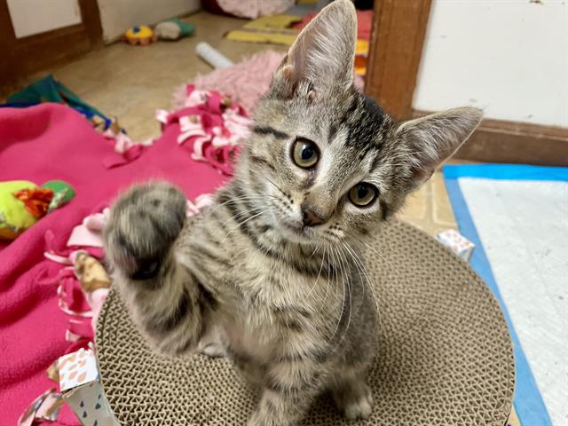 adoptable Cat in McCullers, NC named FRENCHIE