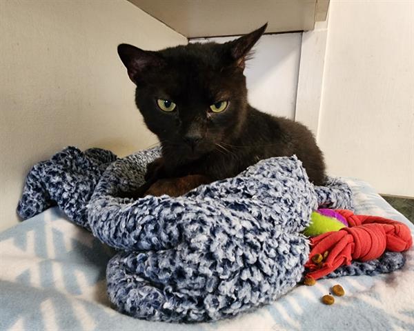 adoptable Cat in McCullers, NC named POPSICLE