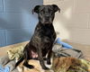 adoptable Dog in McCullers, NC named CAVA