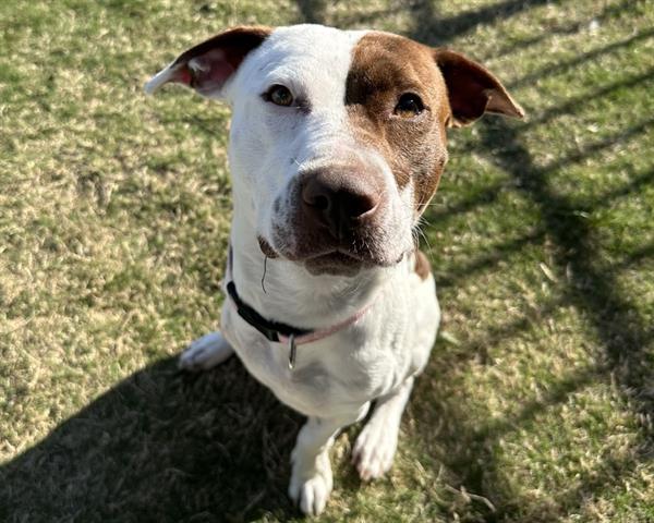 adoptable Dog in McCullers, NC named STELLA