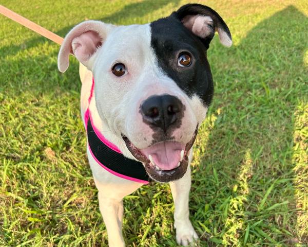 adoptable Dog in McCullers, NC named SHEGO