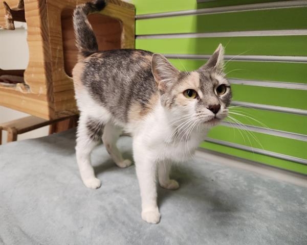 adoptable Cat in McCullers, NC named NOVA