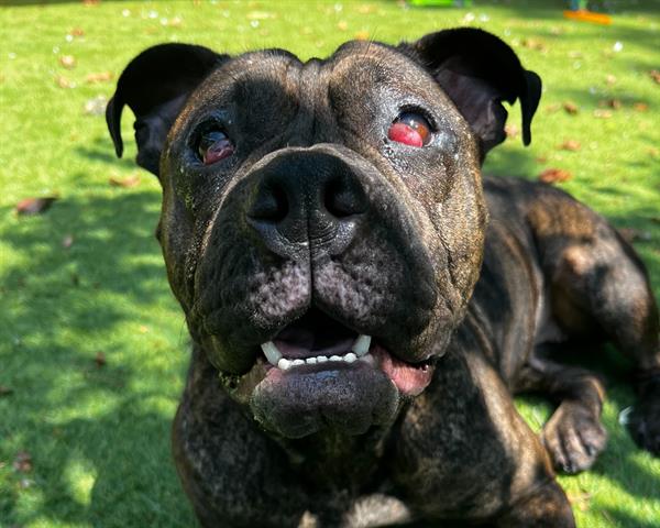 adoptable Dog in McCullers, NC named DUMPLING