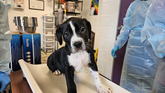 adoptable Dog in McCullers, NC named MALACHITE