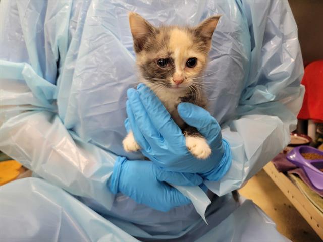 adoptable Cat in McCullers, NC named CURIE