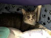 adoptable Cat in McCullers, NC named MINOU