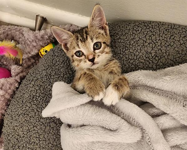 adoptable Cat in McCullers, NC named FROG