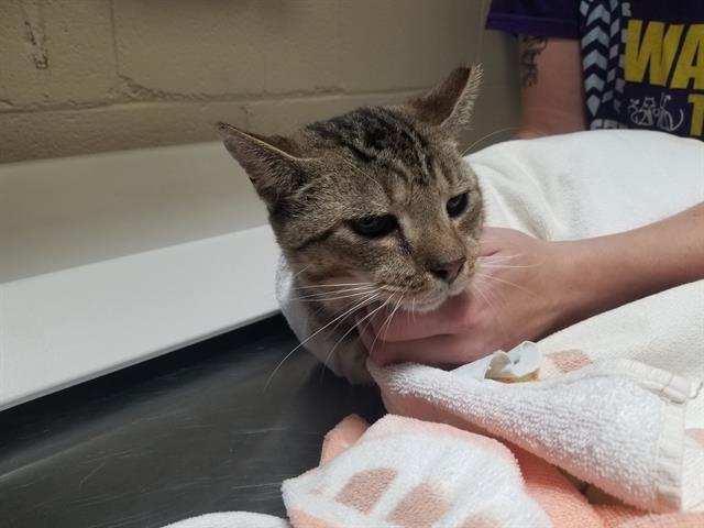 adoptable Cat in McCullers, NC named SIMPSON