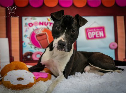 adoptable Dog in McCullers, NC named DUNKIN