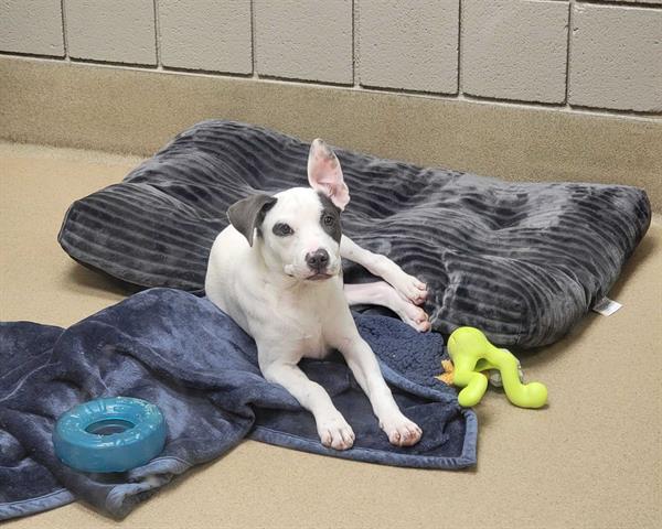 adoptable Dog in McCullers, NC named DVORAK