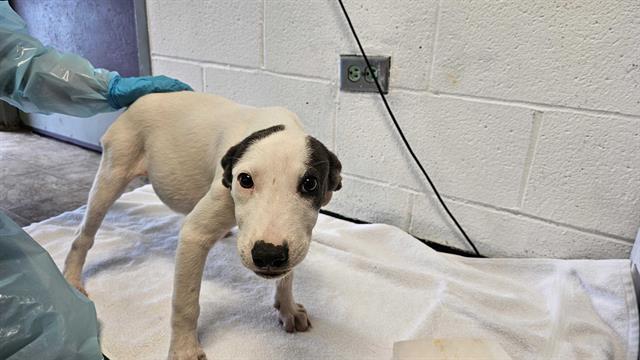 adoptable Dog in McCullers, NC named COLEMAK